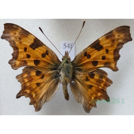 Polygonia c-album (Linnaeus, 1758) Rusałka ceik Czech54f